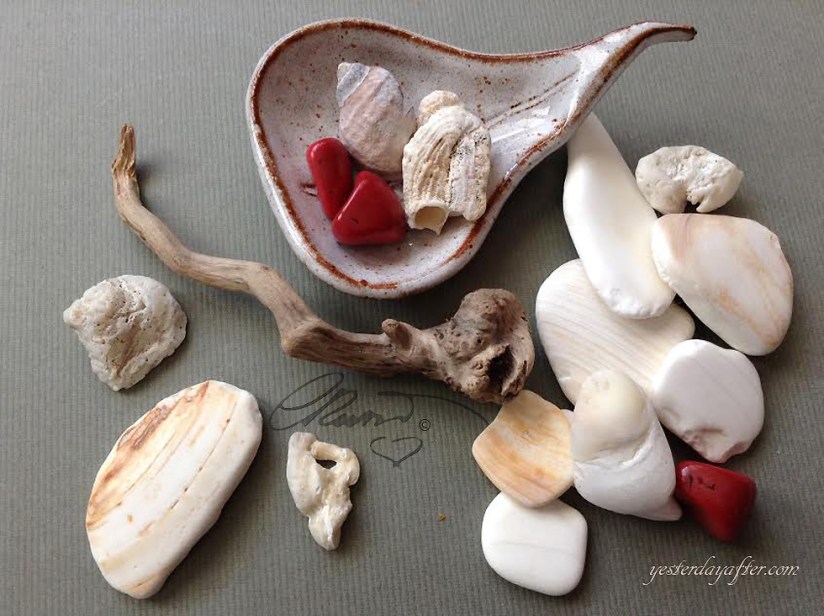 Fossil Seashelles Fragments, Driftwood