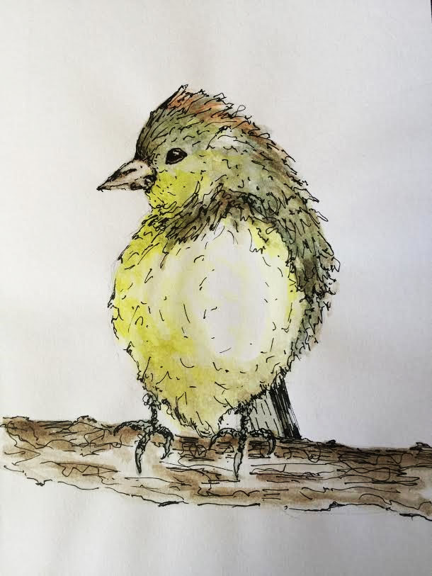 Orange Crowned Warbler - Original Watercolor ©Carolina Russo 