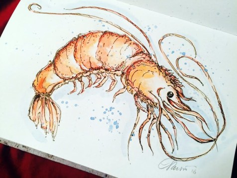 Shrimp - Original Watercolor ©Carolina Russo