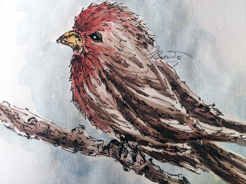 Red Breast Bird - Original Watercolor ©Carolina Russo