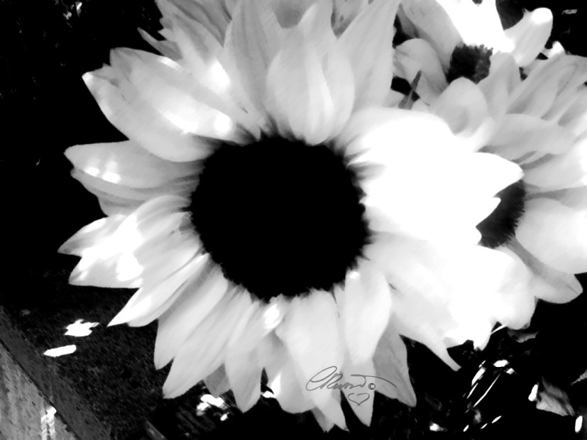 White Sunflower - Digital Art ©Carolina Russo