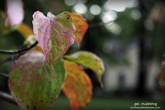 first-fall-leaves-the-old-dogwood-tree-0916-mars-pa