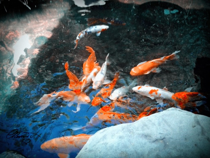 Koi - Photography ©Carolina Russo