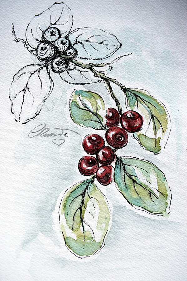 Cranberriess - Original Watercolor ©Carolina Russo