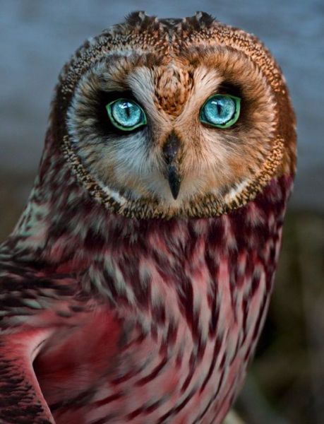 Rare Red Owl - Photo Source   Pinterest