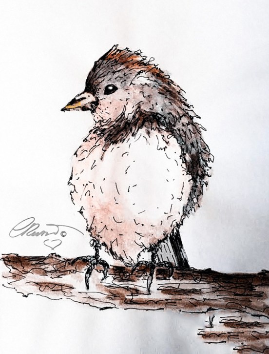 Bird of Southern California - Original Watercolor ©CarolinaRusso